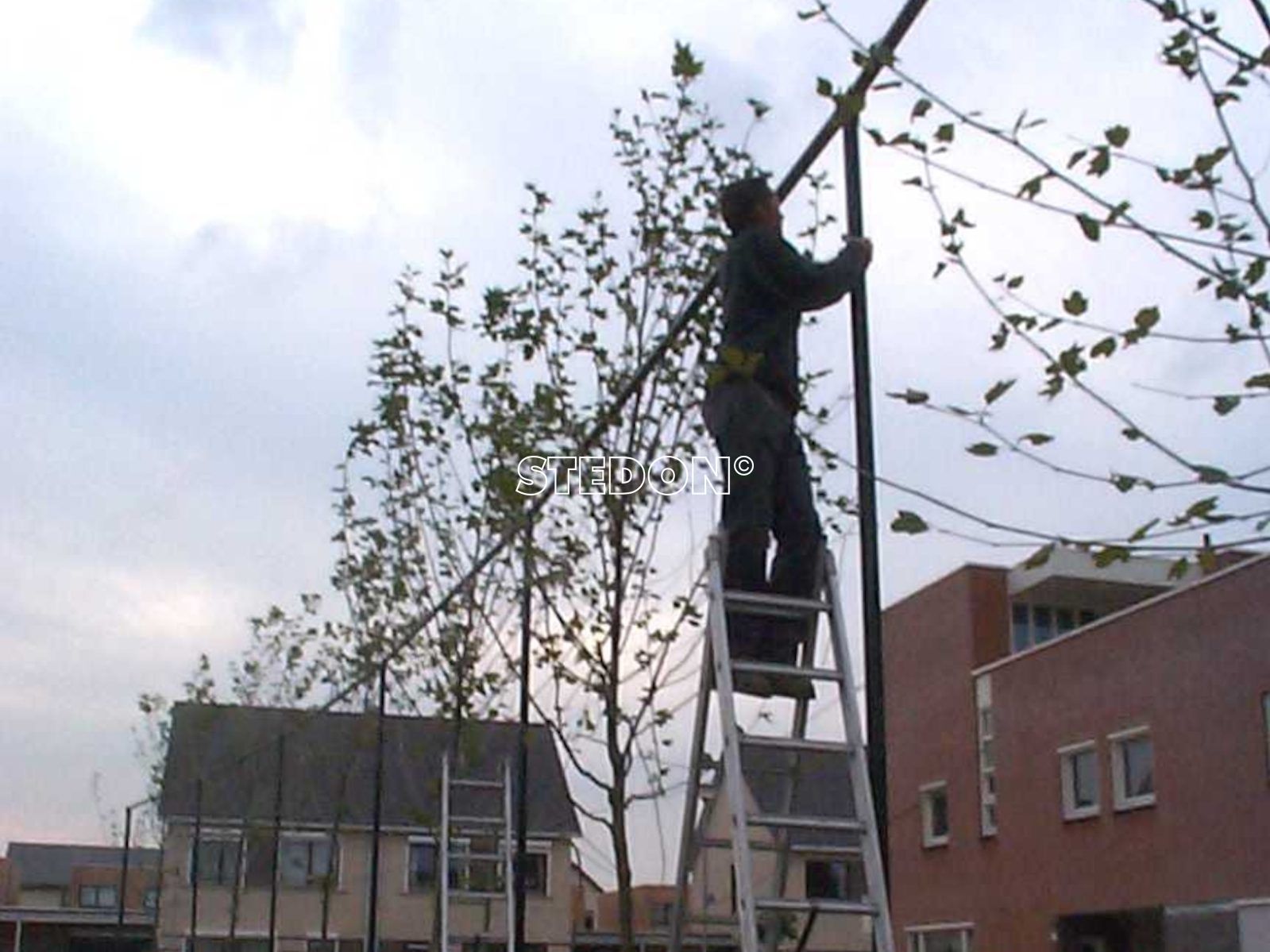 Leilinde groengeleider